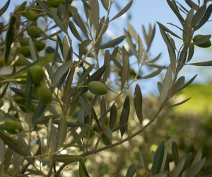 Olivenbäume Val Joanis