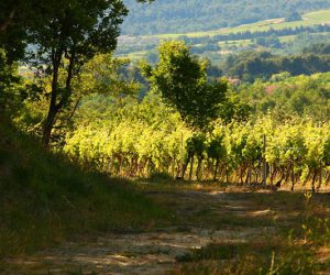 Bastide du Claux Landschaft Bastide du Claux Landschaft