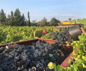 Chateau Fontvert Weinlese Traktor Chateau Fontvert Weinlese Traktor