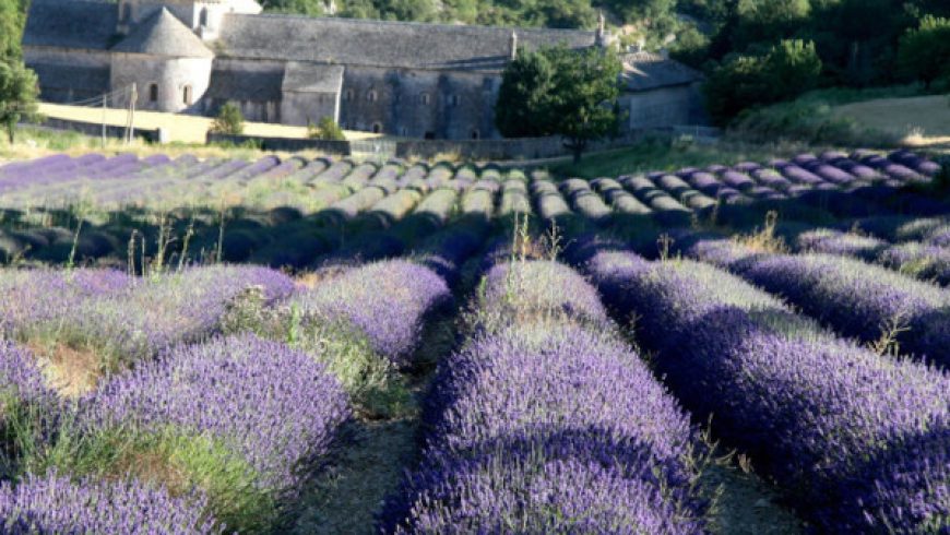 Provence Wein Sommer-Angebote für jedes Wetter