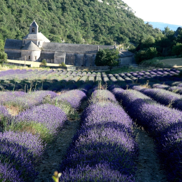 Provence Wein Sommer-Angebote für jedes Wetter